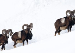 Wildlife park Ferleiten Fusch