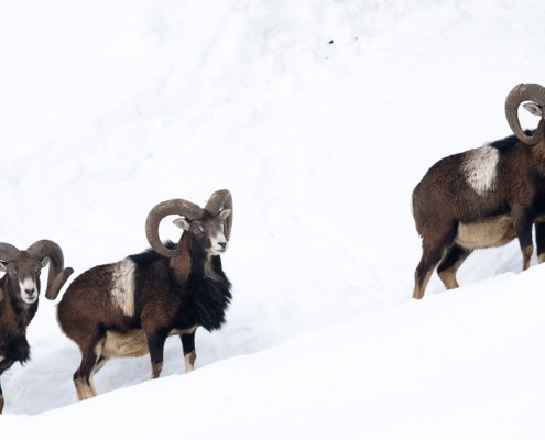 Wildlife park Ferleiten Fusch