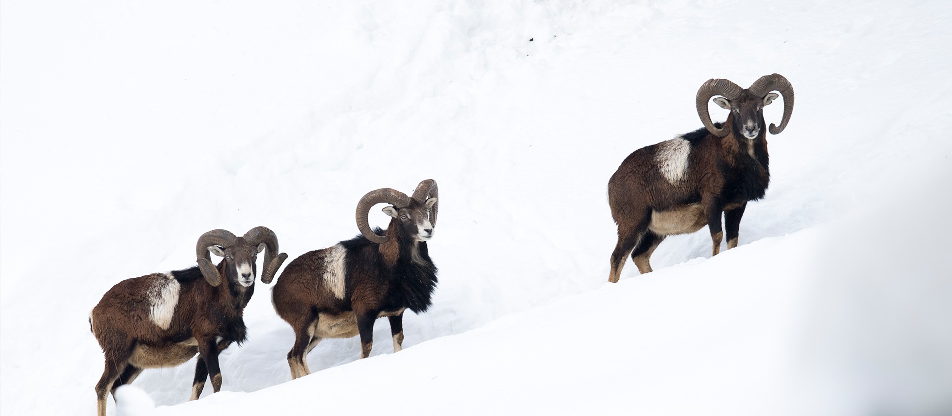 Wildpark Ferleiten Fusch