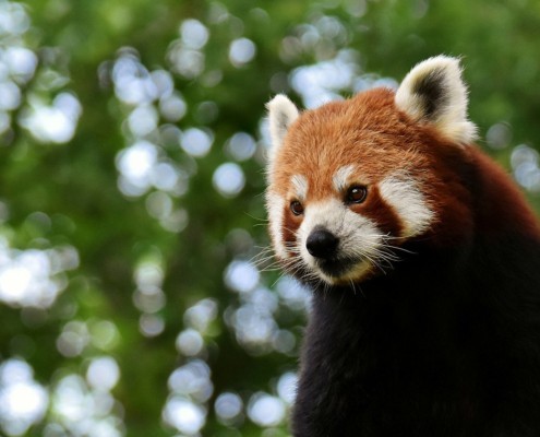 Zoo Salzburg immer eine Reise gut