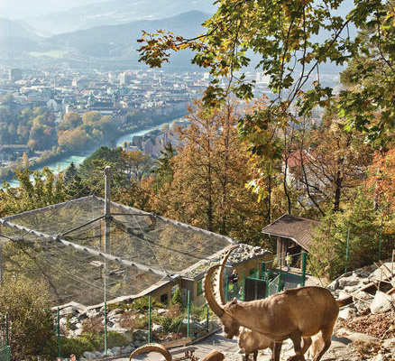 Apart Herzog Leogang Tiergarten Alpenzoo Innsbruck